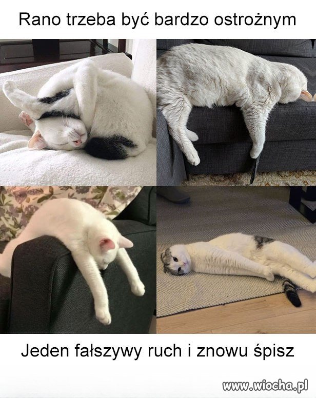 Jestem dzisiaj mocną 2