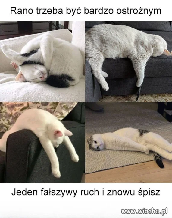 Jestem dzisiaj mocną 2