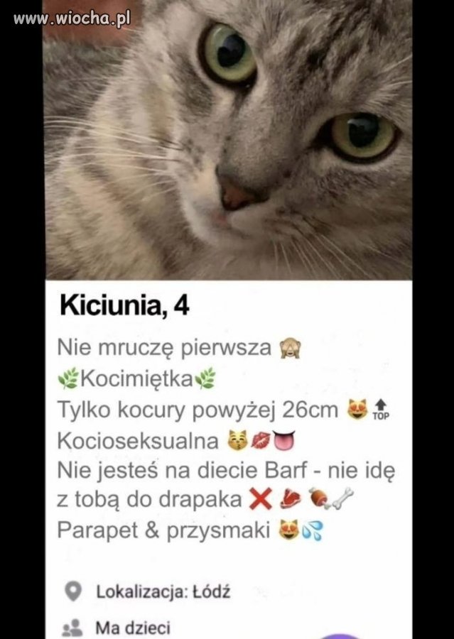 Kicia szuka kocura na życie