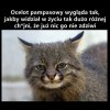 To ja