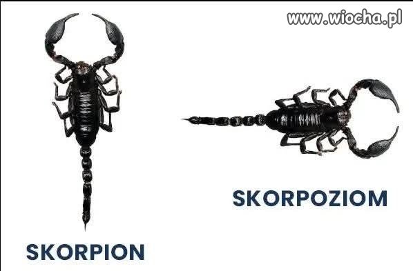 Skorpion czy skorpzion?