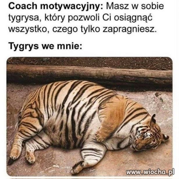 Tygrys we mnie nie ma siły