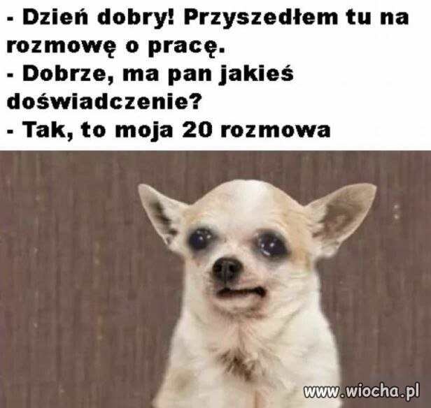 Typowe szukanie możliwości zatrudnienia