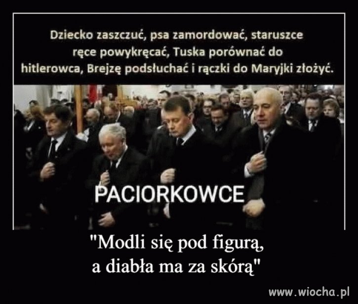 Paciorkowce