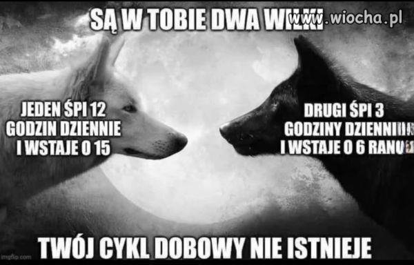 Kto wie, którym wilkiem będę jutro