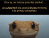 Kto potrzebuje uszu?