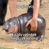 Brytyjczycy like: