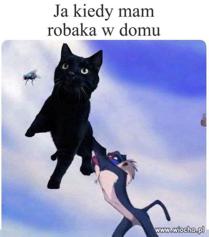 Działaj, kocie