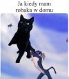 Działaj, kocie