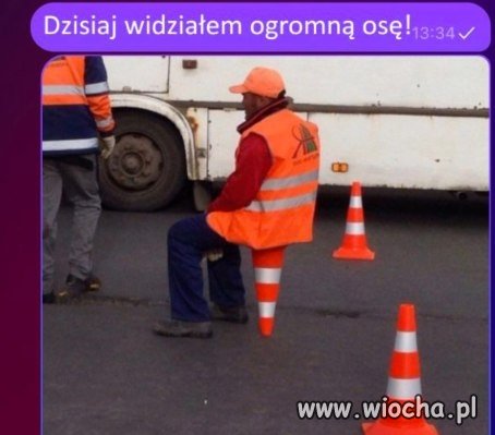 Od razu widać, że to osa