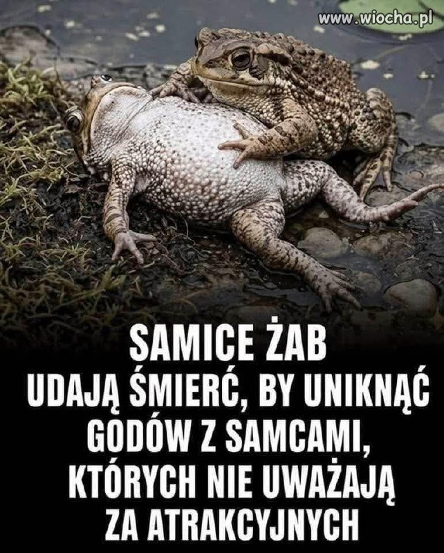 Jak nie dać się złapać na randkę