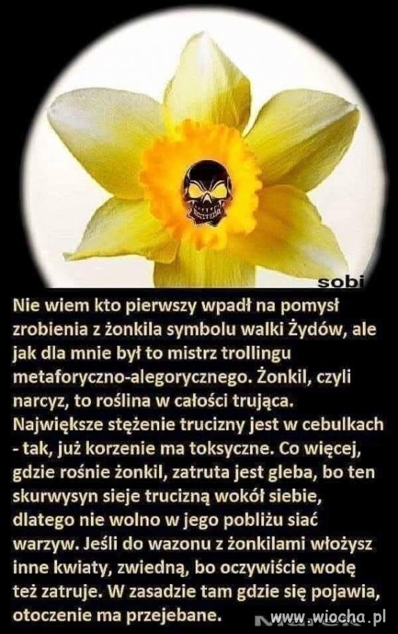 Żonkile 