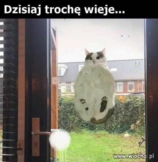 Wieje, wieje, wieje