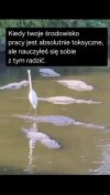 Środowisko pracy jest toksyczne