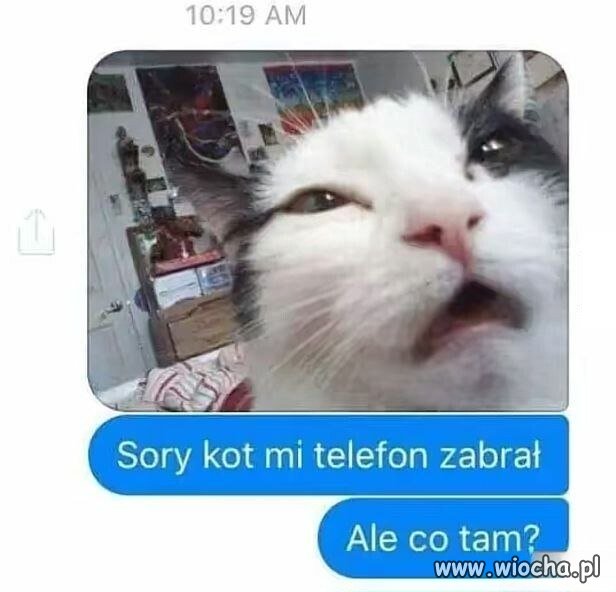 Kot zabrał telefon