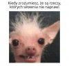 Niestety