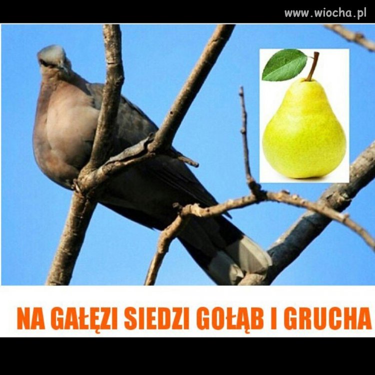 Jak rapował Peja: