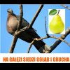 Jak rapował Peja: