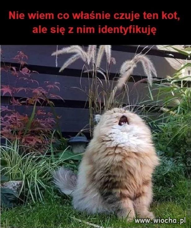 Wydaje mi się, że ten kot ziewa