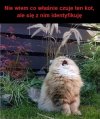 Wydaje mi się, że ten kot ziewa