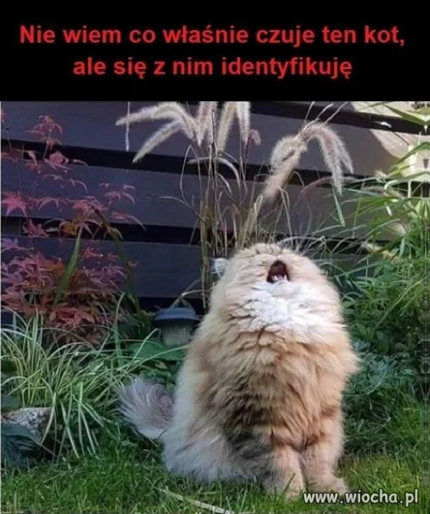 Wydaje mi się, że ten kot ziewa