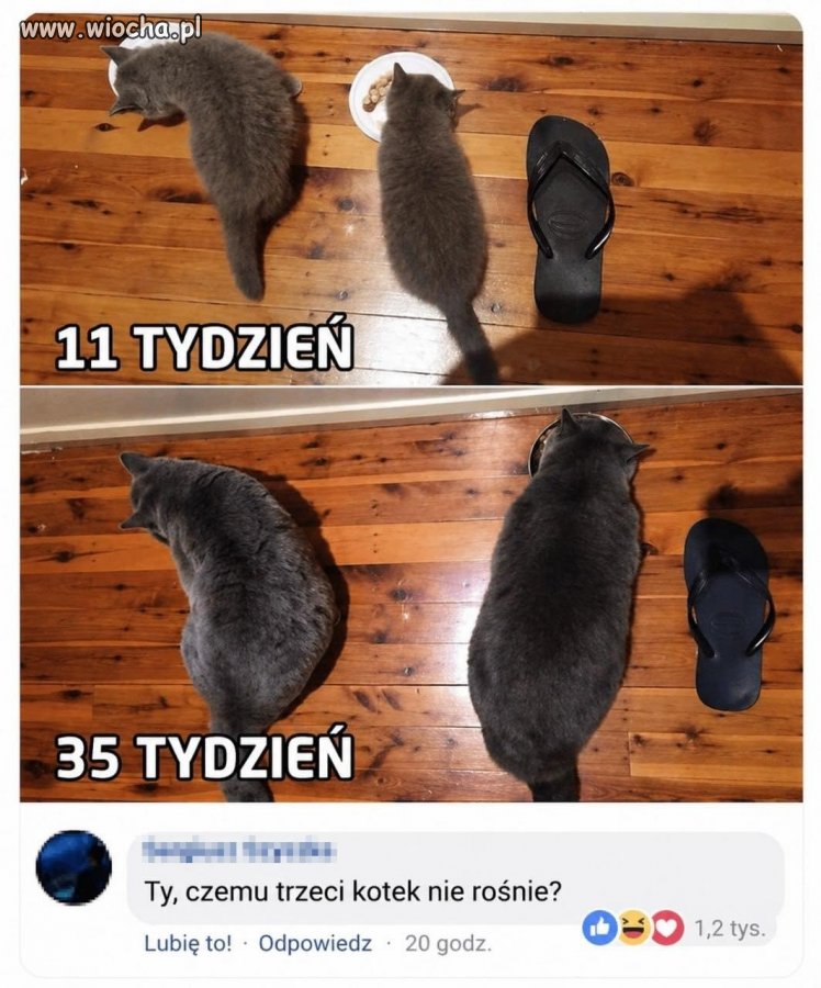 Trzeci kotek też do adopcji?