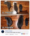 Trzeci kotek też do adopcji?