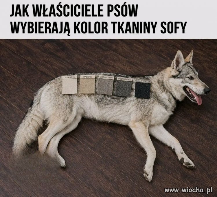 Właściciele psów chcą, żeby sofa pasowała do psa