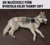 Właściciele psów chcą, żeby sofa pasowała do psa