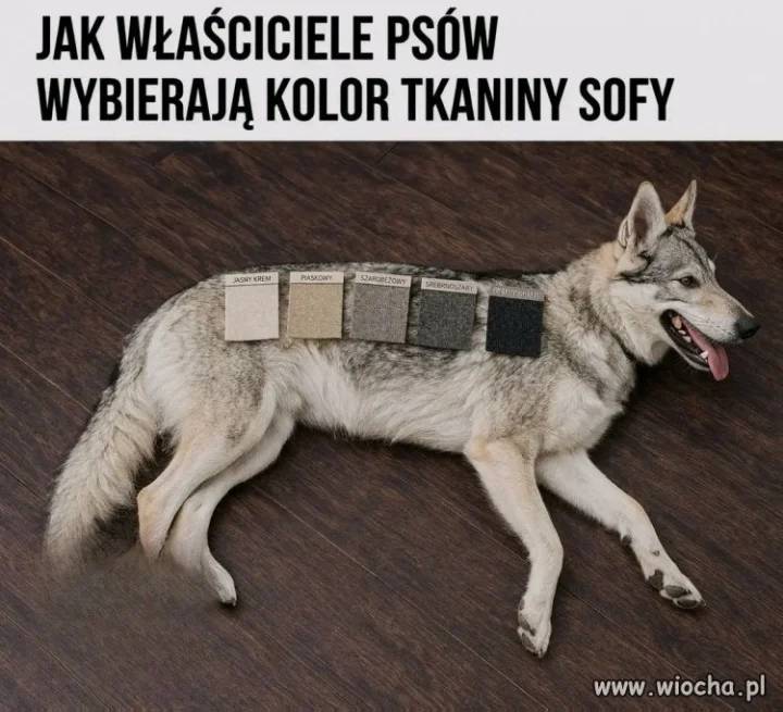 Właściciele psów chcą, żeby sofa pasowała do psa