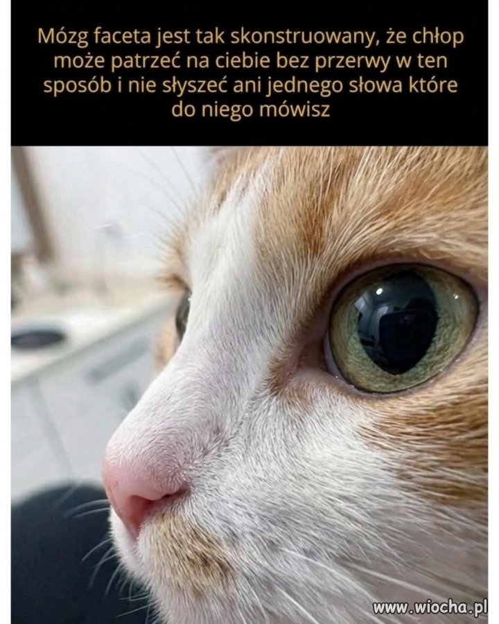 Mózg faceta jest tak skonstruowany