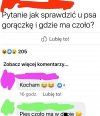 Gdzie pies ma czoło?