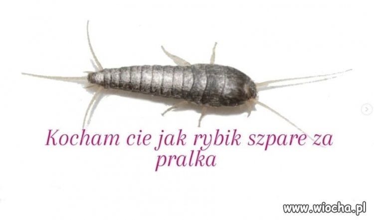 Kochałbyś mnie, gdybym była robakiem?