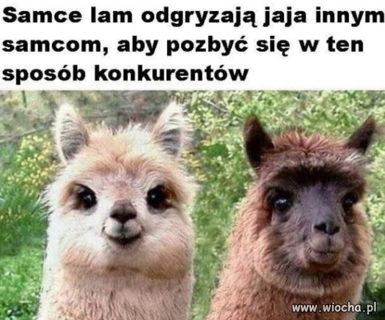 Dobry sposób na pozbycie się konkurencji