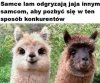 Dobry sposób na pozbycie się konkurencji