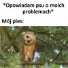 Pies jest jak: co ty gadasz?