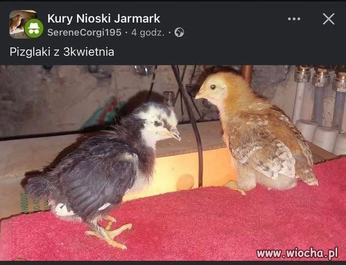 Pizglaki z 3kwietnia