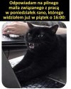 Trzeba było odpowiedzieć w piątek