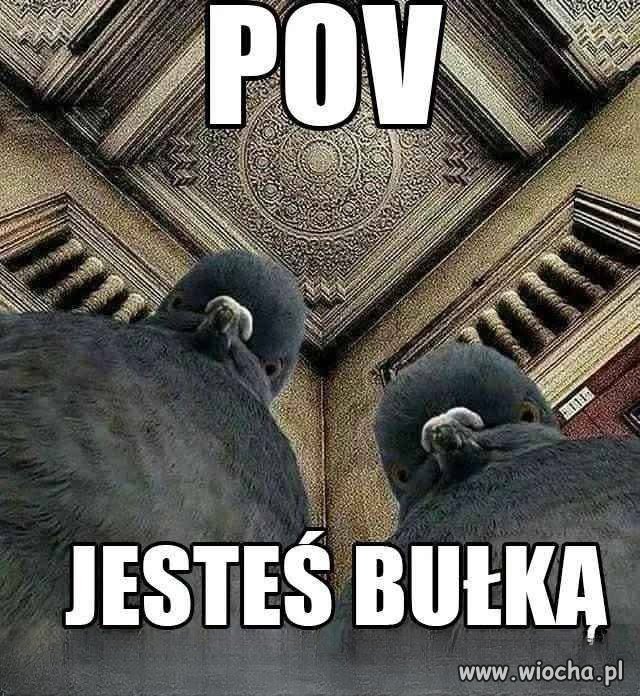 Małe przypomnienie, że ptaki nie mogą jeść pieczywa