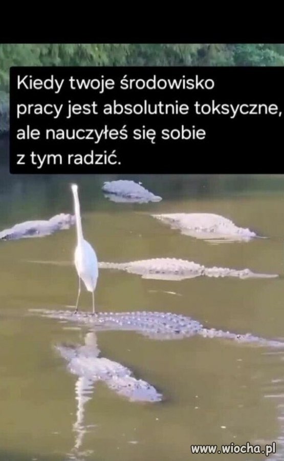 Kiedy twoje środowisko pracy jest absolutnie toksyczne