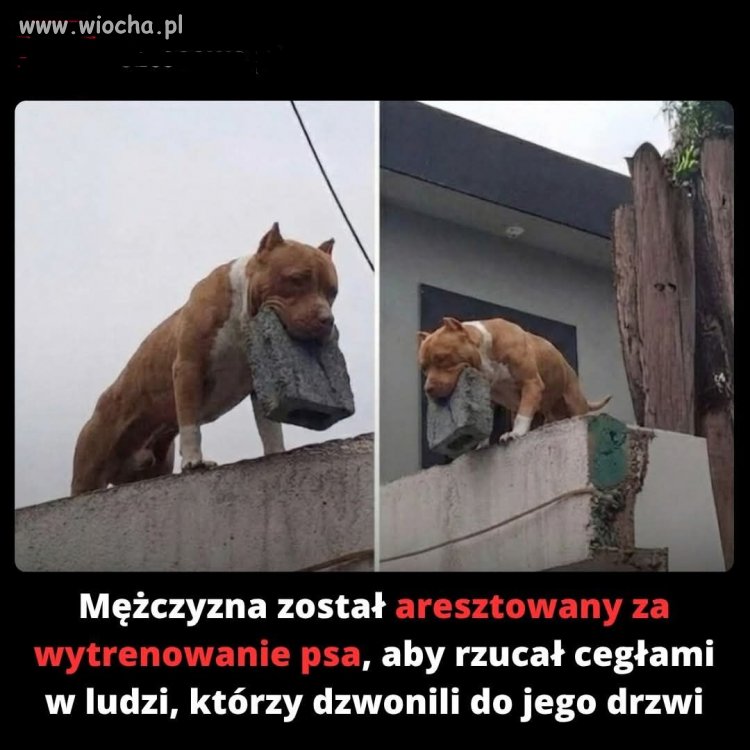 ...piesek na PIS-owców