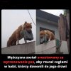 ...piesek na PIS-owców