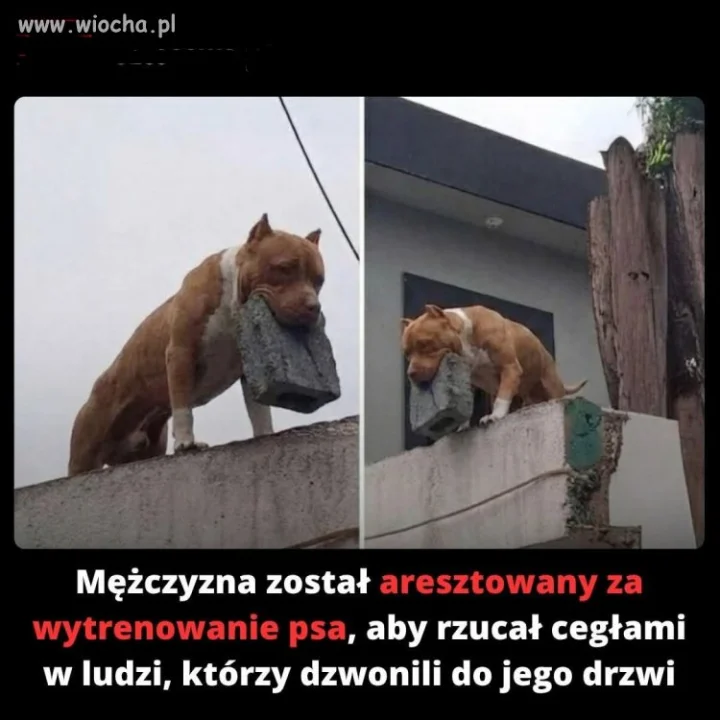 ...piesek na PIS-owców