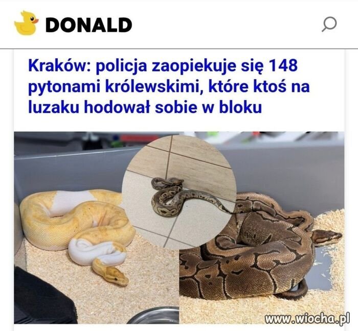 148 pytonów królewskich na luzaku?