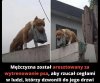 Całkiem ciekawa tresura