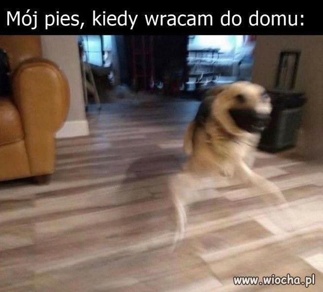Mój pies prawie cały czas