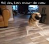 Mój pies prawie cały czas