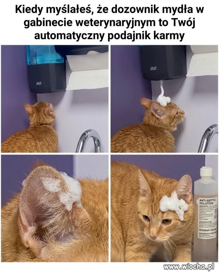 Kotek wygląda na rozczarowanego