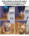 Kotek wygląda na rozczarowanego