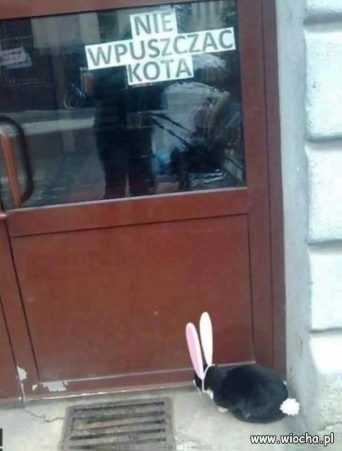 Nie wpuszczać kota